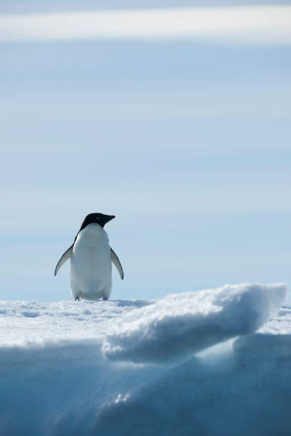 istock Antartica and its cute wildlife 975317236