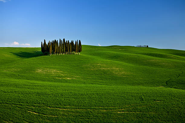 istock group of cypress trees in the tuscany 97531780