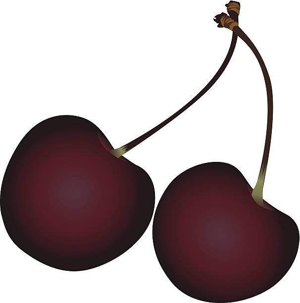 Two ripe wild cherries vector art illustration