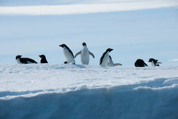istock Antartica and its cute wildlife 975319882