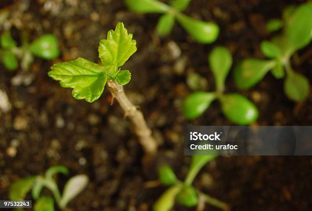 New Life Stock Photo - Download Image Now - Botany, Close-up, Color Image