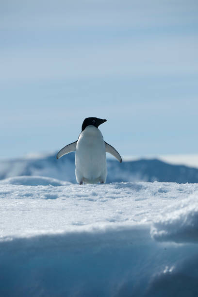 istock antartica and its wildlife 975322552