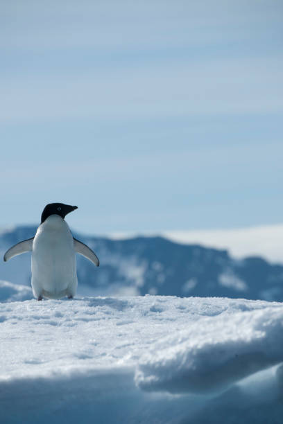 istock antartica and its wildlife 975322554