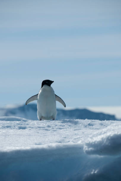istock antartica and its wildlife 975322560