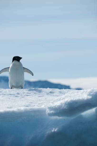 istock antartica and its wildlife 975322566