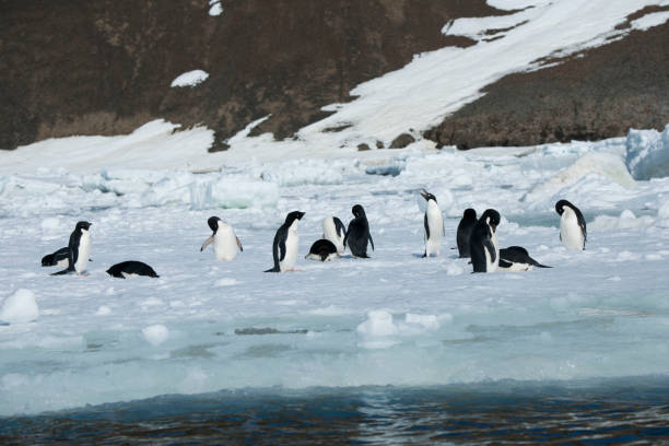 istock antartica and its wildlife 975322680