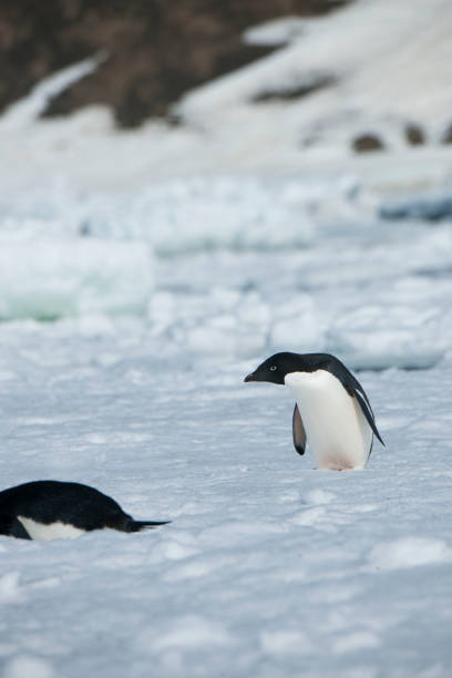 istock antartica and its wildlife 975322704