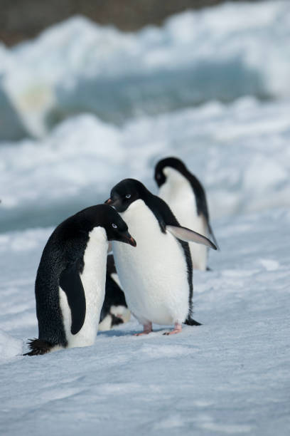 istock antartica and its wildlife 975322732