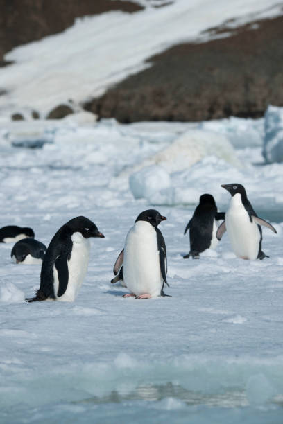 istock antartica and its wildlife 975322754