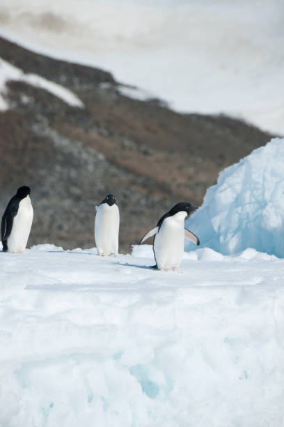 istock antartica and its wildlife 975322848