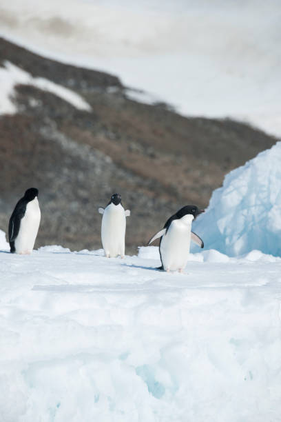 istock antartica and its wildlife 975322852