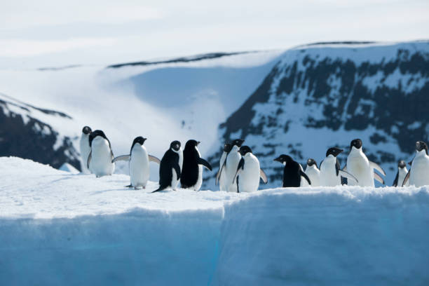 istock antartica and its wildlife 975322854
