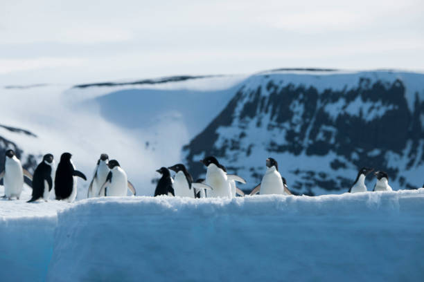 istock antartica and its wildlife 975322856