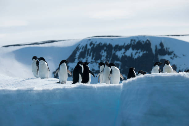 istock antartica and its wildlife 975322866
