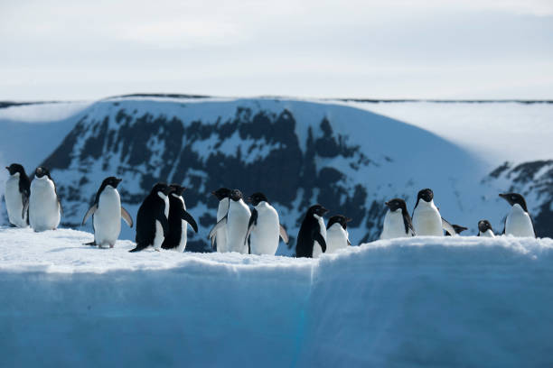 istock antartica and its wildlife 975322876