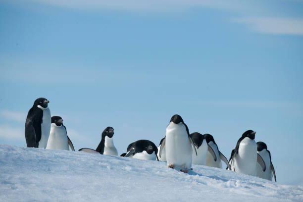 istock antartica and its wildlife 975322886