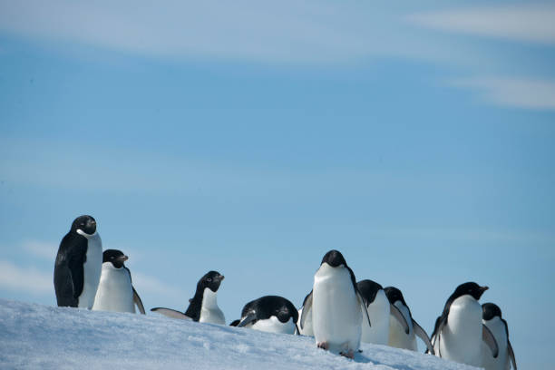 istock antartica and its wildlife 975322898