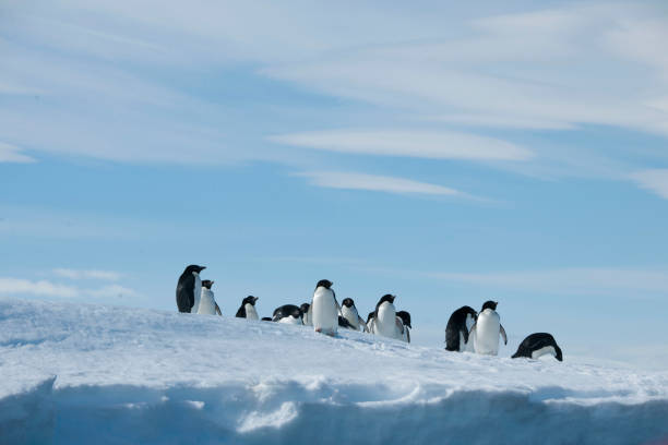 istock antartica and its wildlife 975322920