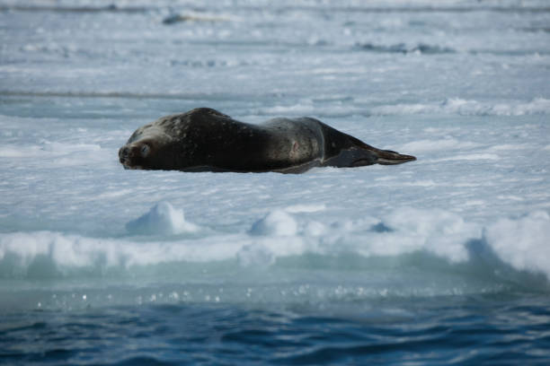 istock antartica and its wildlife 975322980