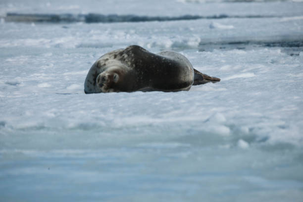 istock antartica and its wildlife 975322984