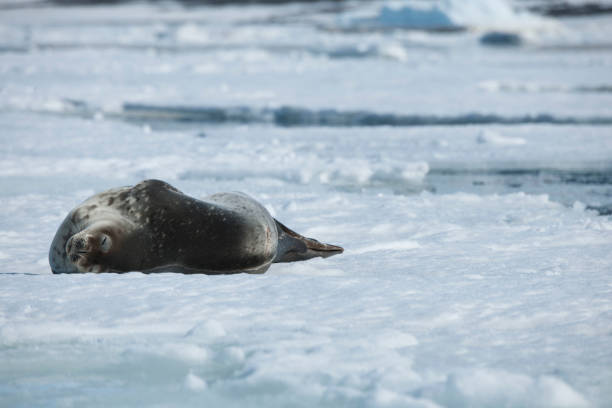 istock antartica and its wildlife 975322988