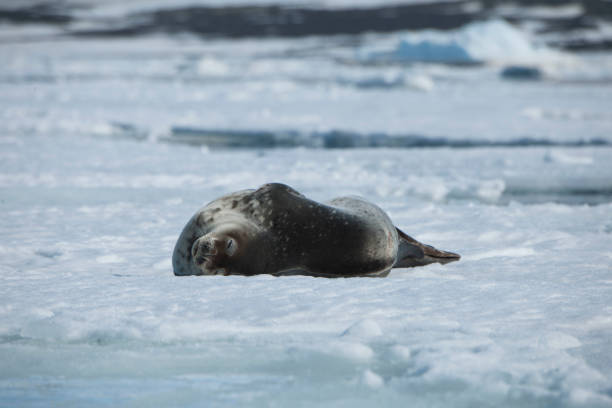 istock antartica and its wildlife 975322990