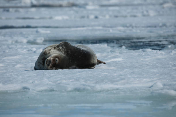 istock antartica and its wildlife 975323018