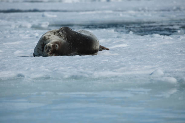 istock antartica and its wildlife 975323020