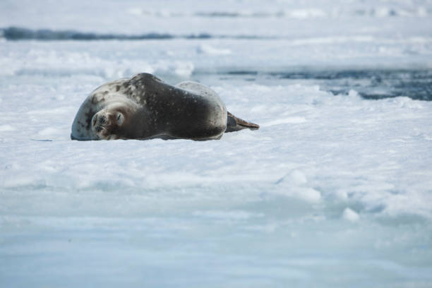 istock antartica and its wildlife 975323030