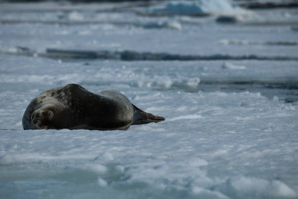 istock antartica and its wildlife 975323036