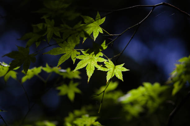 photo taken in a forest, of japanese maple leaves closeup