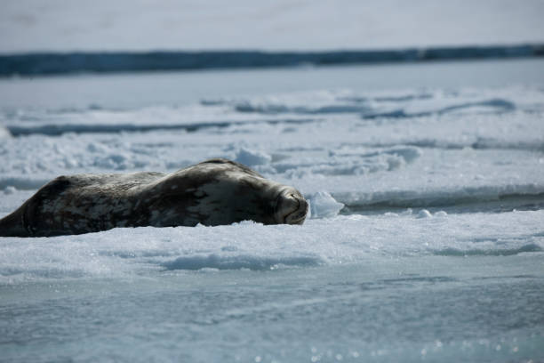 istock antartica and its wildlife 975323166
