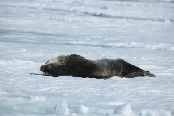 istock sea lions and Antarctica 975326886