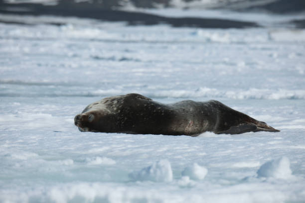 istock sea lions and Antarctica 975326890