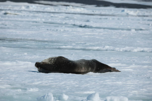 istock sea lions and Antarctica 975326908