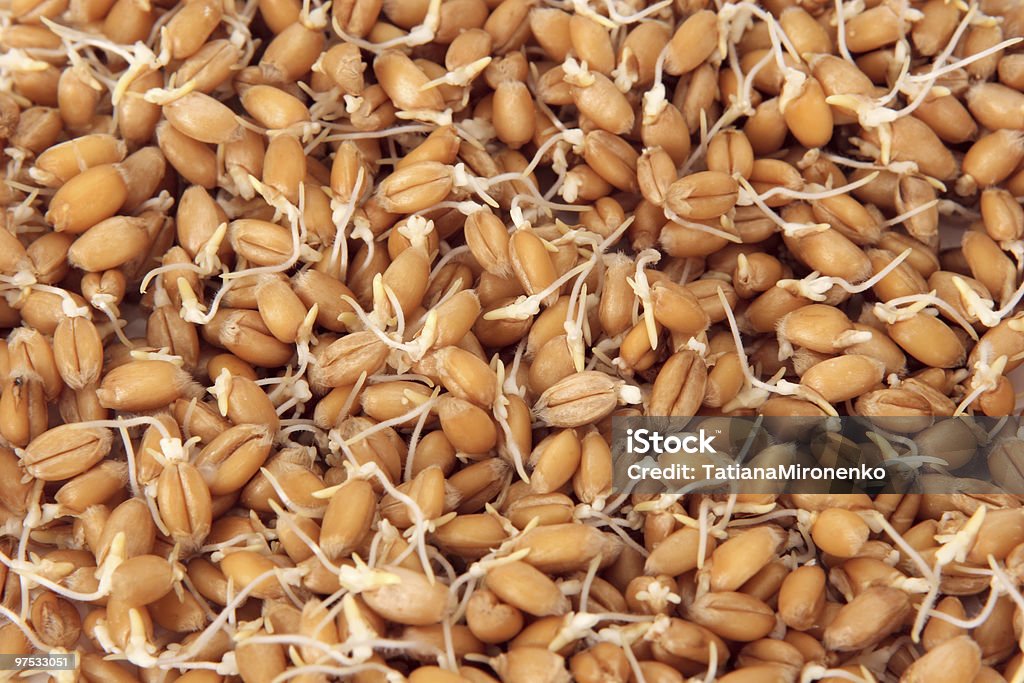 Wheatgerms. Background  Agriculture Stock Photo