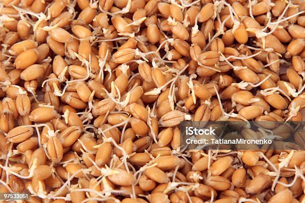 Wheatgerms Background Stock Photo - Download Image Now - Agriculture, Backgrounds, Bud