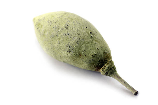 Baobab Seed Pod on White stock photo