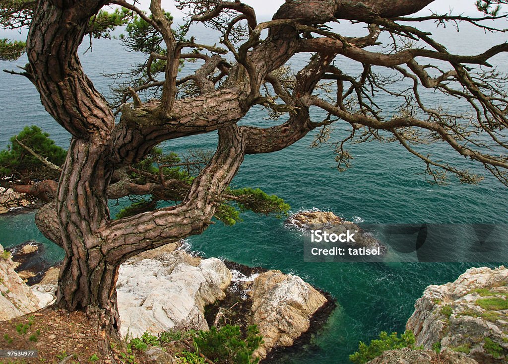 Seascape de pinheiros perto do mar - Foto de stock de Acima royalty-free