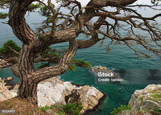 Vista Do Mar Pinheiro Perto Do Mar - Fotografias de stock e mais imagens de Acima - Acima, Ao Ar Livre, Azul