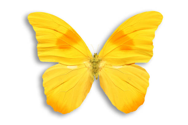 istock yellow tropical butterfly with shadow. isolated on white 975350004