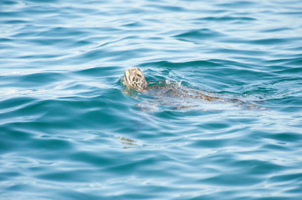 istock island and the wild life that lives on it 975359232