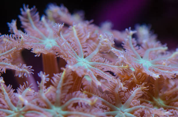 Close up photo of Palm Tree polyps (Clove or Fern Polyps) coral (Clavularia Viridis.)