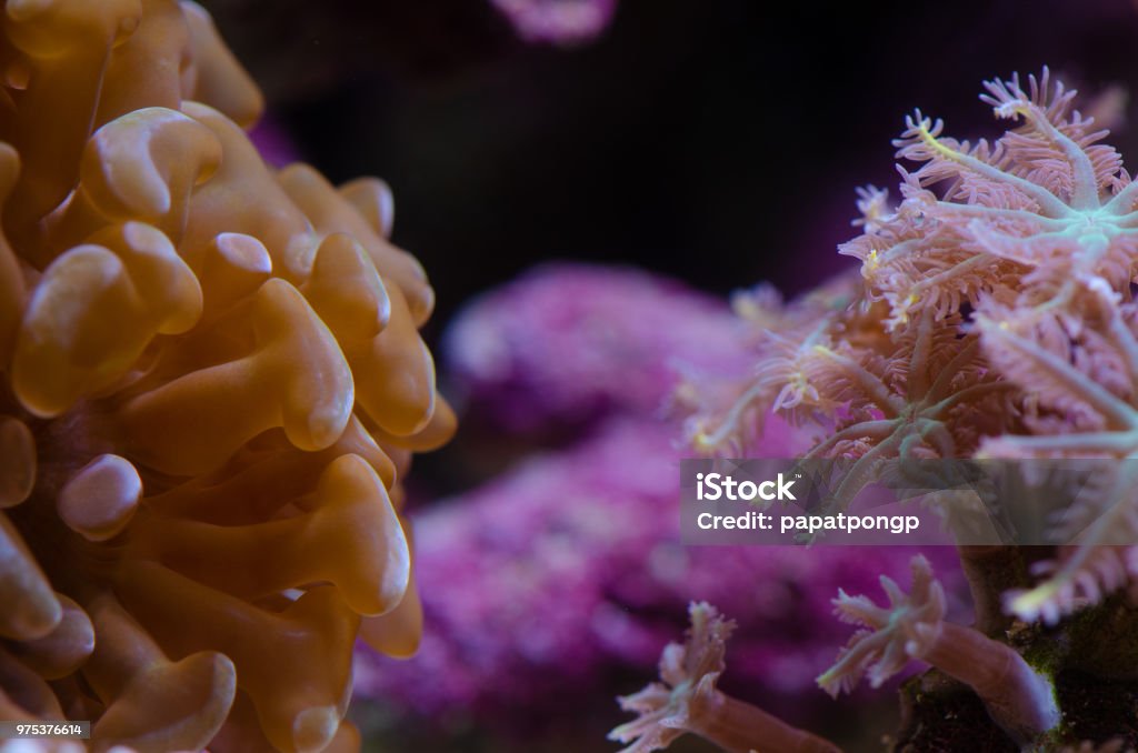Close up of gold LPS Hammer Coral (Euphyllia ancora) and Palm Tree polyps (Clove or Fern Polyps) coral (Clavularia Viridis.) Coral - Cnidarian Stock Photo