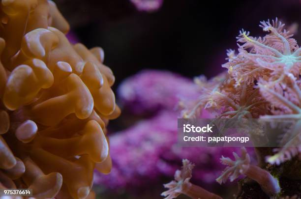 Close Up Of Gold Lps Hammer Coral Stock Photo - Download Image Now