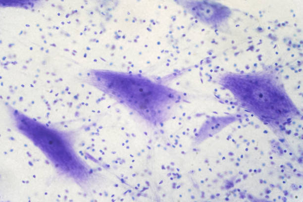 istock Neurons cells from the brain under the microscope view for education. 975379886