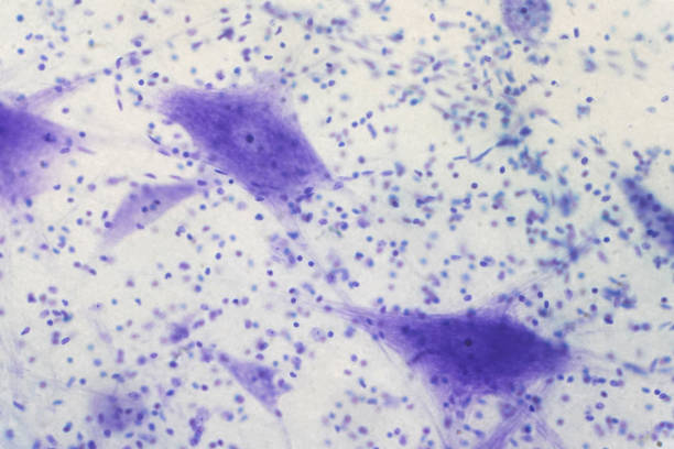 istock Neurons cells from the brain under the microscope view for education. 975379898