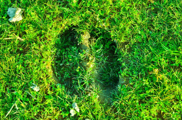 istock Lungs on the green floor, buffalo footprints on green grass. 975385664