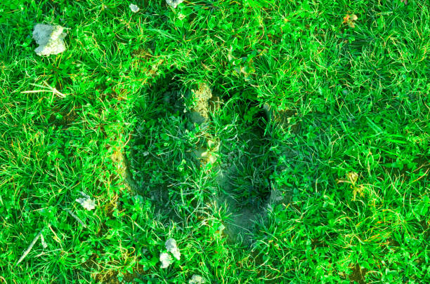 istock Lungs on the green floor, buffalo footprints on green grass. 975385676