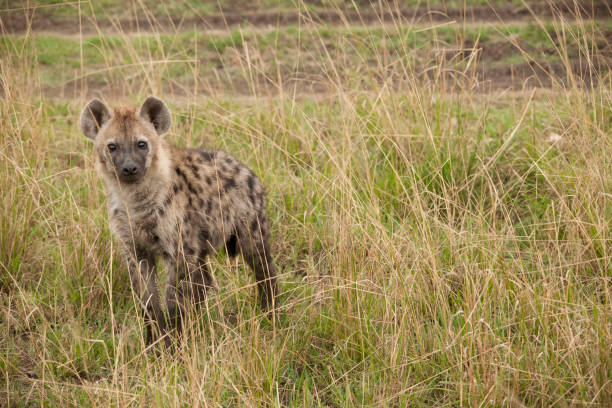 istock Africa wildlife and land scape 975390926